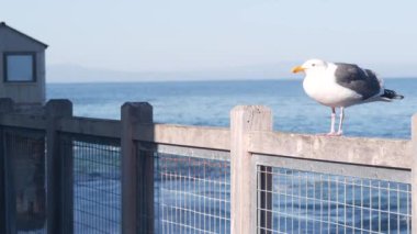 Rıhtım kıyısı, Monterey California. Sahile bakan konserve fabrikası.