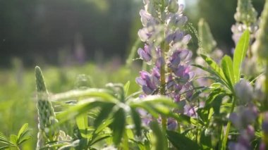 Violet lupin kır çiçekleri, çayır çiçekleri. Mor lupin çiçeği çimlerde açar.