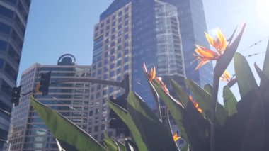 Yüksek gökdelenler, şehir merkezindeki şehir caddesi, Kaliforniya ABD 'de strelitzia çiçekleri