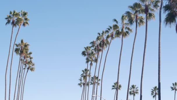 Fila de palmeras en la calle cerca de Los Ángeles, costa de California, vacaciones en la playa. — Vídeo de stock