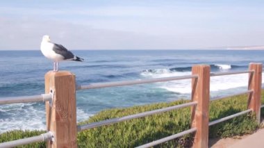 Sahilde okyanus dalgaları, deniz suyu yüzeyi, Kaliforniya ABD. Tırabzanda martı kuşu