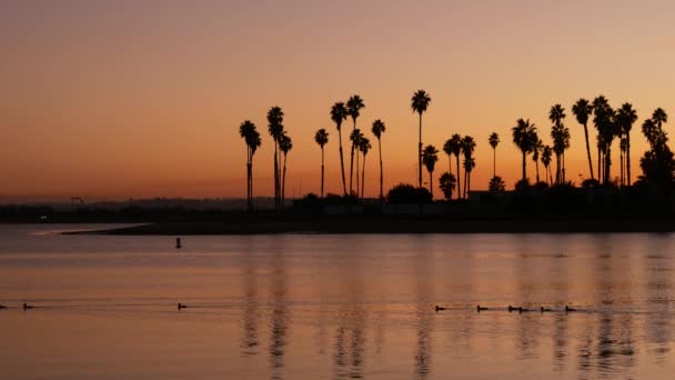 Muchas palmeras siluetas reflexión, puesta del sol playa del océano, costa de California EE.UU. — Vídeo de stock