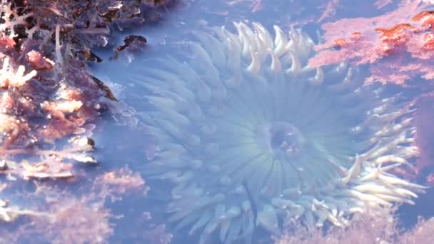 Zeeanemoon tentakels in getijdenpoel water, anemonen in getijdenpoel. Actiniaria poliep — Stockvideo