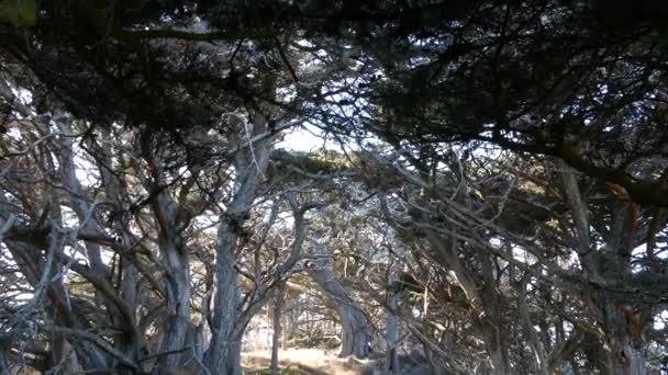 Sendero en bosque o bosque, sendero en bosque. Ciprés de coníferas. California — Vídeo de stock