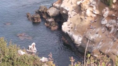 Kahverengi pelikan kolonisi, pelecanus sürüsü, kuş yuvaları, Kaliforniya kıyıları, ABD.