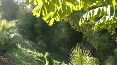 Tropik güneşli orman egzotik Amazon yağmur ormanları. Palmiye ağaçlarının ön yaprakları