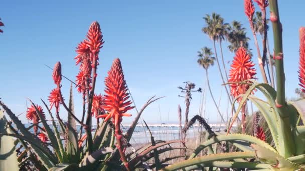 Flor de aloe rojo, flor suculenta de la planta en la playa, flora de la costa de California. — Vídeo de stock