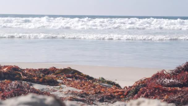 Big ocean waves crashing, kelp seaweed on beach, California pacific coast, USA. — Stock Video