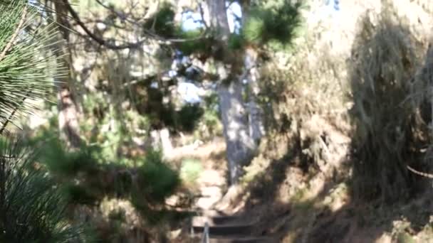 Шлях в ліс чи ліс, стежка в гаю. Сосна кіпрська рослина. Каліфорнія — стокове відео