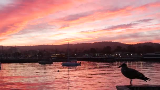 Γλάρος πουλί, ψαράδες προβλήτα προβλήτα, ιστιοφόρα σκάφη σε Monterey μαρίνα, ηλιοβασίλεμα — Αρχείο Βίντεο