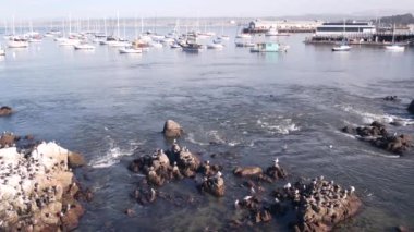 Limanda ya da körfezde yatlar, Monterey marinası, Old Fishermans Wharf, California sahili