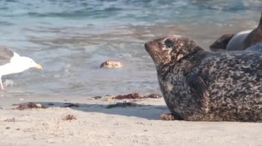 Vahşi benekli fok sürüsü, Pasifik limanı deniz aslanı dinleniyor, California plajı.