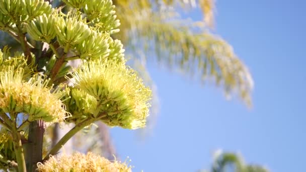 Agave çiçeği, asırlık ya da nöbetçi bitkisi çiçek açar ya da çiçek açar. Kaliforniya — Stok video