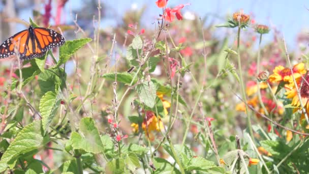 Mariposa monarca en flor silvestre, flores silvestres, jardín, medow o pulga de primavera — Vídeo de stock