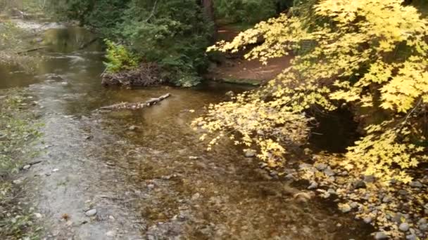 Rivier in bos, bos of bos, Californische bossen. Kreekstroom rimpelwater — Stockvideo