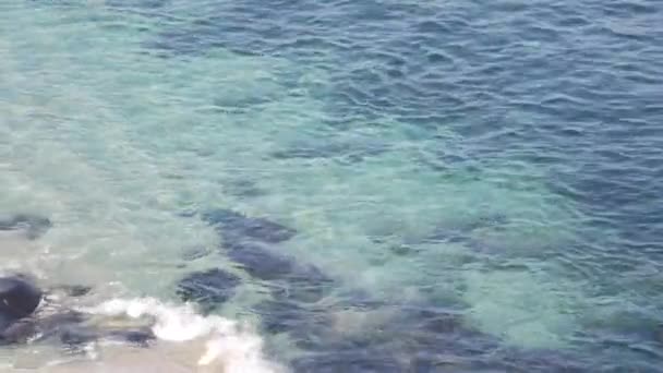 Seal diving in ocean water, wild sea lion swimming underwater, California coast. — Stock Video