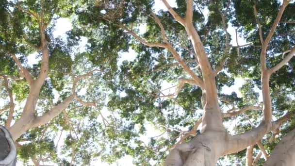 Canopy de gran árbol enorme en selva o selva tropical. Árbol gigante de magnolia alta — Vídeo de stock