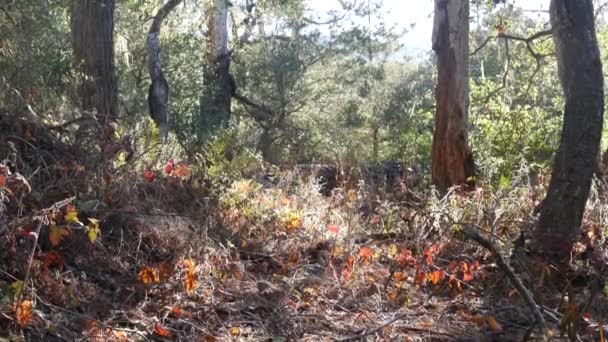 Floresta iluminada pelo sol, folhas à luz do sol. Sol da manhã no bosque ou na floresta. — Vídeo de Stock