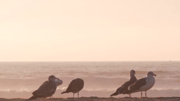 Aves de gaviota por el agua del océano en la playa, olas marinas al atardecer en California, EE.UU.. — Vídeo de stock