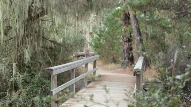 Orman veya korulukta yol. Çam ağacı, dantel yosun sarkıyor. Tahta köprü — Stok video