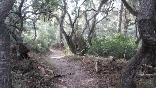 生きているオークの森への道。ねじれた細い木の枝の幹。レースリヒーン苔 — ストック動画