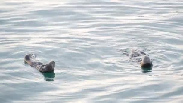 Wild sea otter marine animal swimming in ocean water, California coast wildlife. — Stock Video