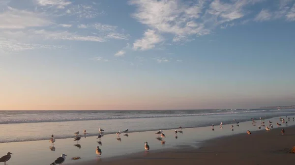 Seagull birds by ocean water on beach, sea waves at sunset in California, USA. — Stock Photo, Image