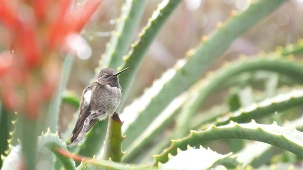Pássaro pequeno, folhas de flor vermelha de aloés. Califórnia flora e fauna, gotas de orvalho chuva. — Fotografia de Stock