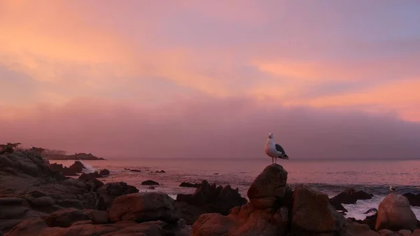 Rotsachtige grillige oceaan strand, Monterey, roze zonsondergang hemel, Californië kust. Zeemeeuw. — Stockfoto