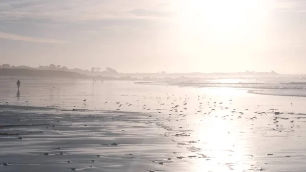 Óceánhullámok és homoki madarak futnak a strandon, kis homokos piper lóhere partimadár. — Stock Fotó
