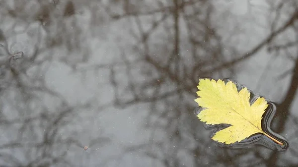 Gelbe herbstliche Eichenblätter, Pfützen auf grauem Asphalt. Kahler, blattloser Baum fällt — Stockfoto