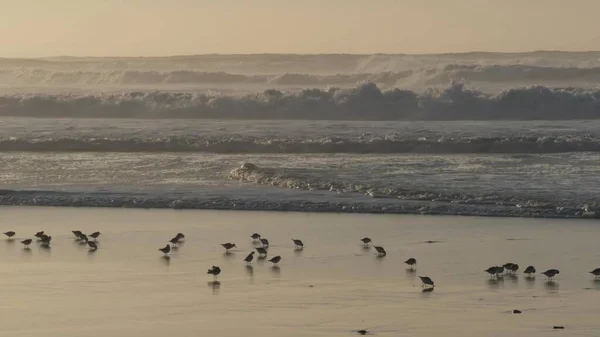 Óceánhullámok és homoki madarak futnak a strandon, kis homokos piper lóhere partimadár. — Stock Fotó