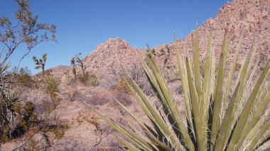 Çöl bitkileri, kaktüsler Joshua Ağacı Ulusal Parkı, Kaliforniya vadisi vahşi doğası
