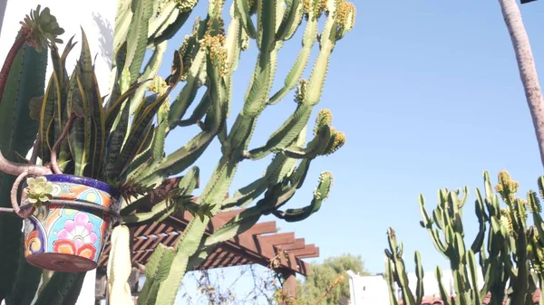 Sansevieria roślin w doniczce, soczyste kaktusy i błękitne niebo. Meksykański ogród. — Zdjęcie stockowe