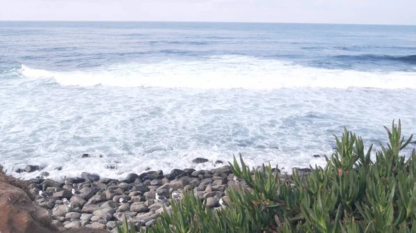 Havsvågor kraschar på stranden, havsytan, Kalifornien. Suckulenta växter. — Stockfoto