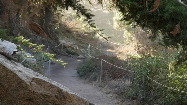Chemin en forêt ou en bois, sentier en bosquet. Cyprès de pin résineux. Californie — Photo