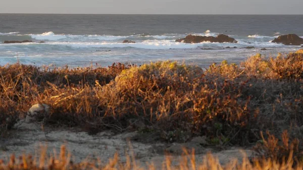 Costa oceânica rochosa, ondas marinhas dramáticas, praia de Monterey, Califórnia, pássaros voando. — Fotografia de Stock