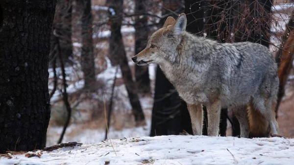 Lobo salvaje, coyote o coywolf, frentes nevados de invierno, fauna silvestre de California, EE.UU. — Foto de Stock