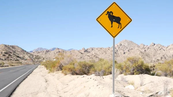 Bighorn sheep or ram crossing yellow road sign, California USA. Wild animal xing — Stock Photo, Image