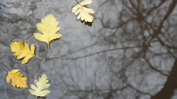 Hojas de roble amarillo otoño caído, charco sobre asfalto gris. Caída desnudo árbol sin hojas — Foto de Stock