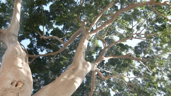 Baldachin eines großen, riesigen Baumes im Dschungel oder Regenwald. Riesiger Magnolienbaum — Stockfoto