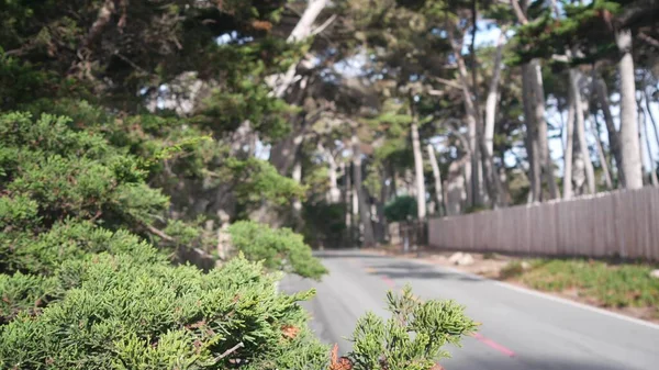 Sahne 17 mil, Monterey, California. Selvi ağacı ormanına yolculuk. — Stok fotoğraf