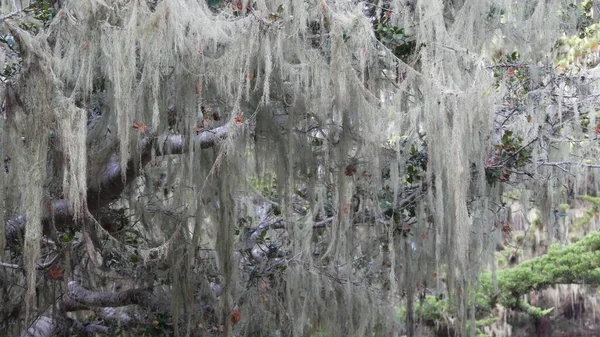 Dantelli yosun asılı, ormanın derinliklerindeki ağaç. Orman, orman ya da orman. Parazit