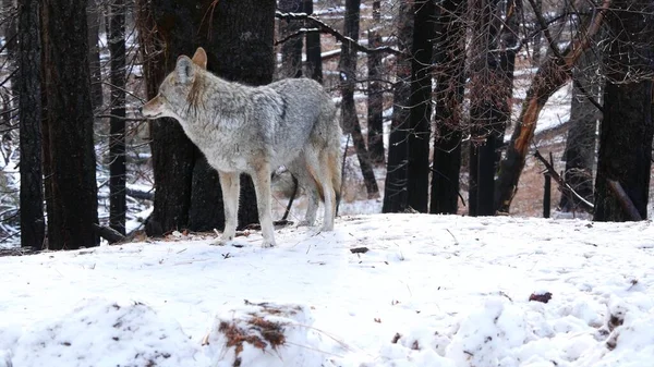 Lobo salvaje, coyote o coywolf, frentes nevados de invierno, fauna silvestre de California, EE.UU. — Foto de Stock