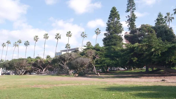美国加州拉乔拉的落基点公园，一排棕榈树。蓝天 — 图库照片
