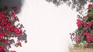 Kırmızı kırmızı begonvil çiçekleri, çiçek çiçekleri, beyaz duvar. Kaliforniya bahçesi