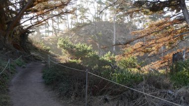 Ormanda ya da ormanda yol, korulukta yol. Kozalaklı çam ağacı. Kaliforniya