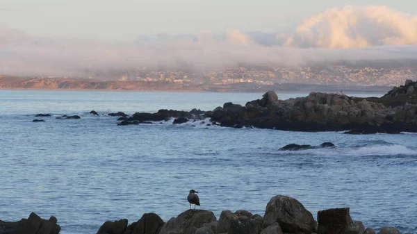 Rocky craggy ocean beach, Monterey bay, sunset California coast. Seagull bird. — Fotografia de Stock