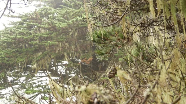 Spitzen-Flechtenmoos hängt, neblig-neblige Waldbäume. Feengeheimnisvolle Wälder, USA. — Stockfoto