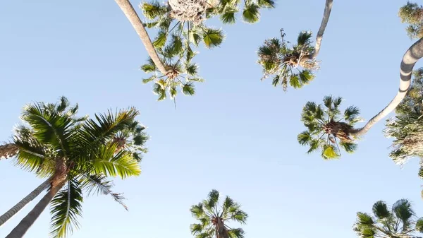 Palmeras en la calle cerca de Los Ángeles, costa de California, vacaciones de verano en la playa. — Foto de Stock